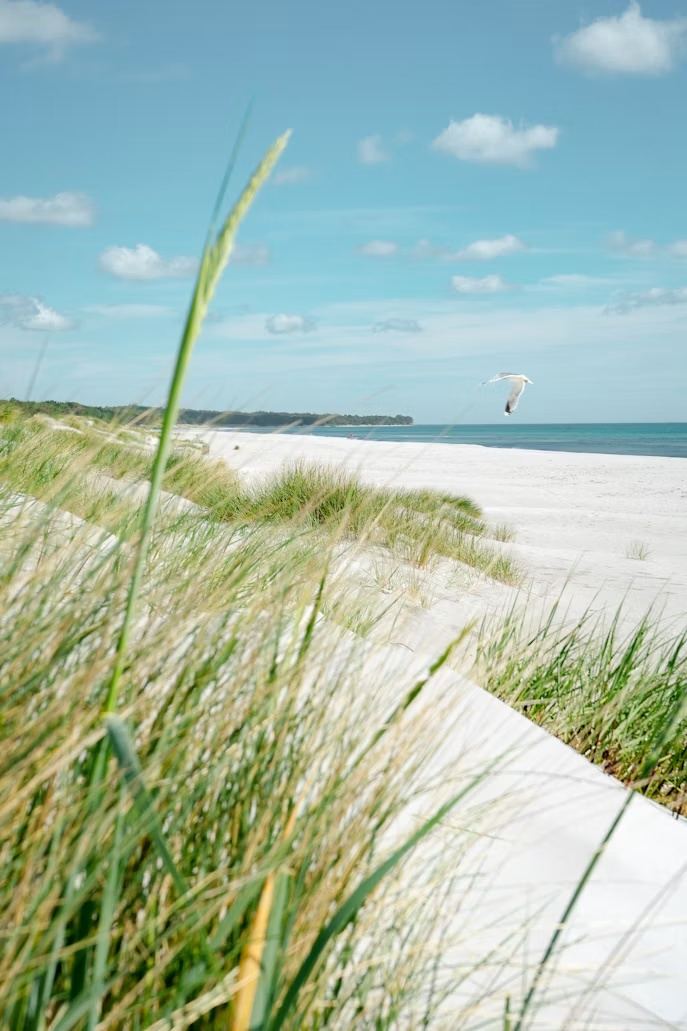 Sea oats and open sand along a quiet stretch of coastline